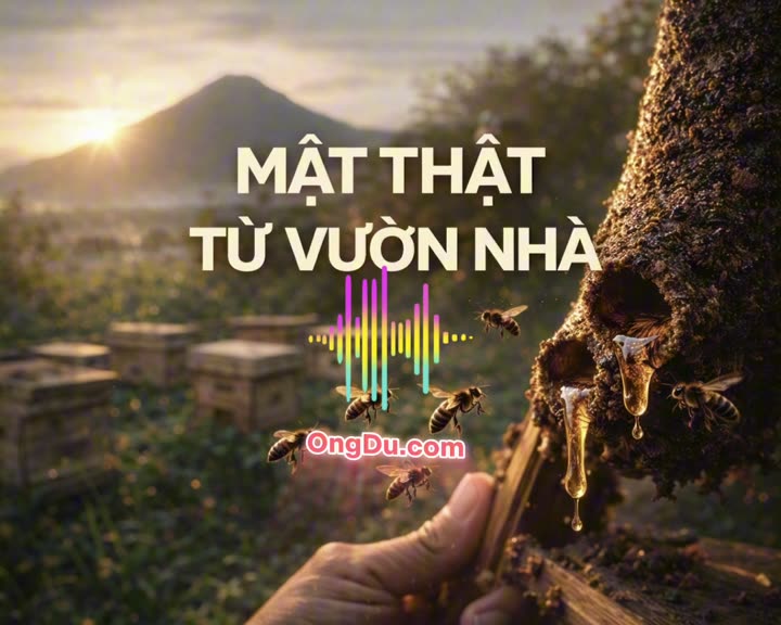 Nhạc về ong dú