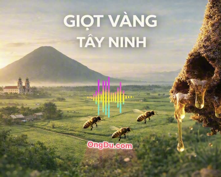 Bài hát: Giọt vàng Tây Ninh