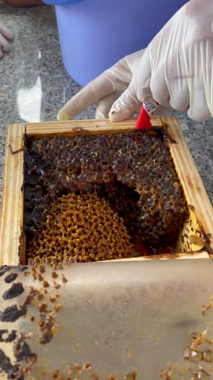 Dùng que thăm tổ ong dú