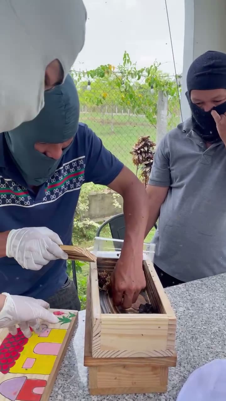 Hai người kiểm tra đàn ong dú trên bàn