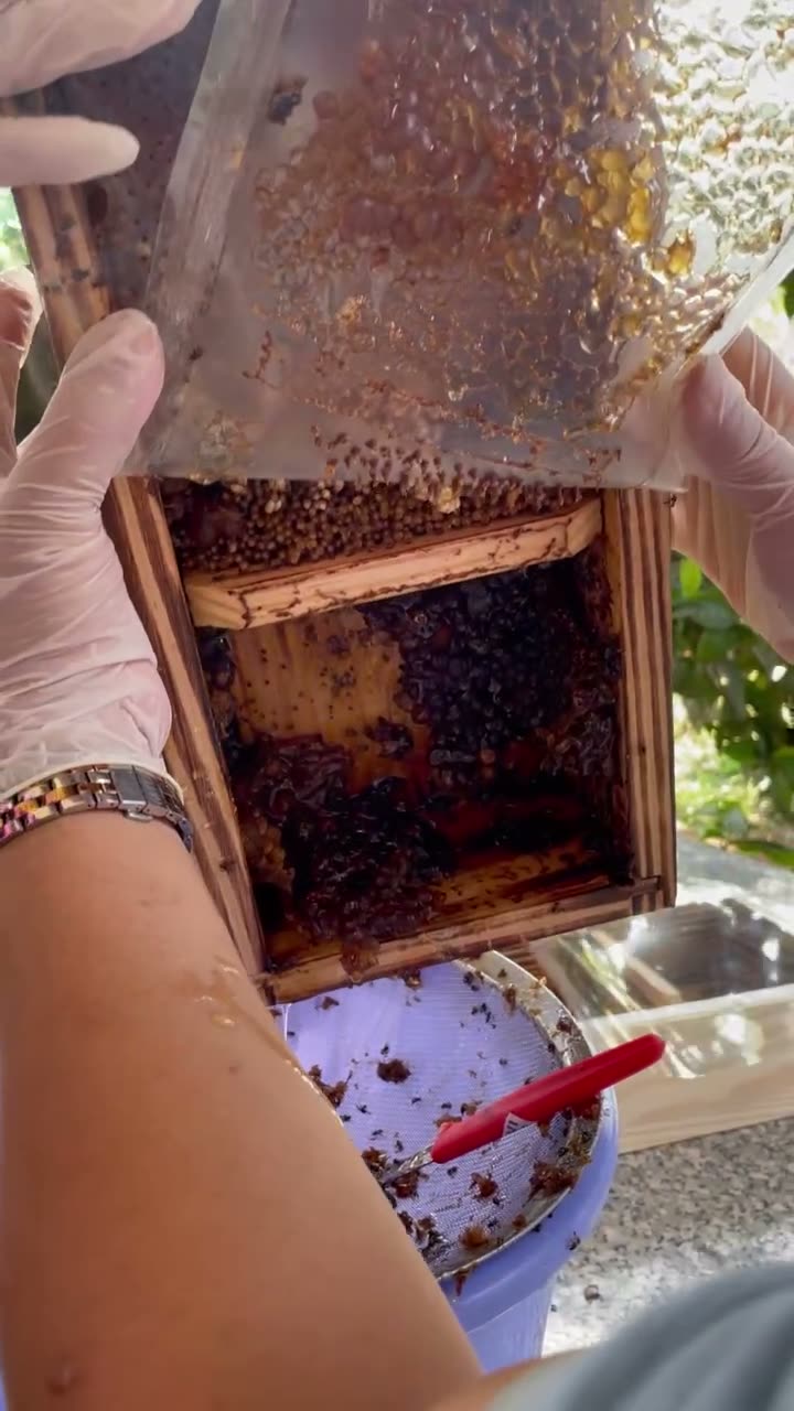 Lấy tổ mật ra khỏi thùng ong dú