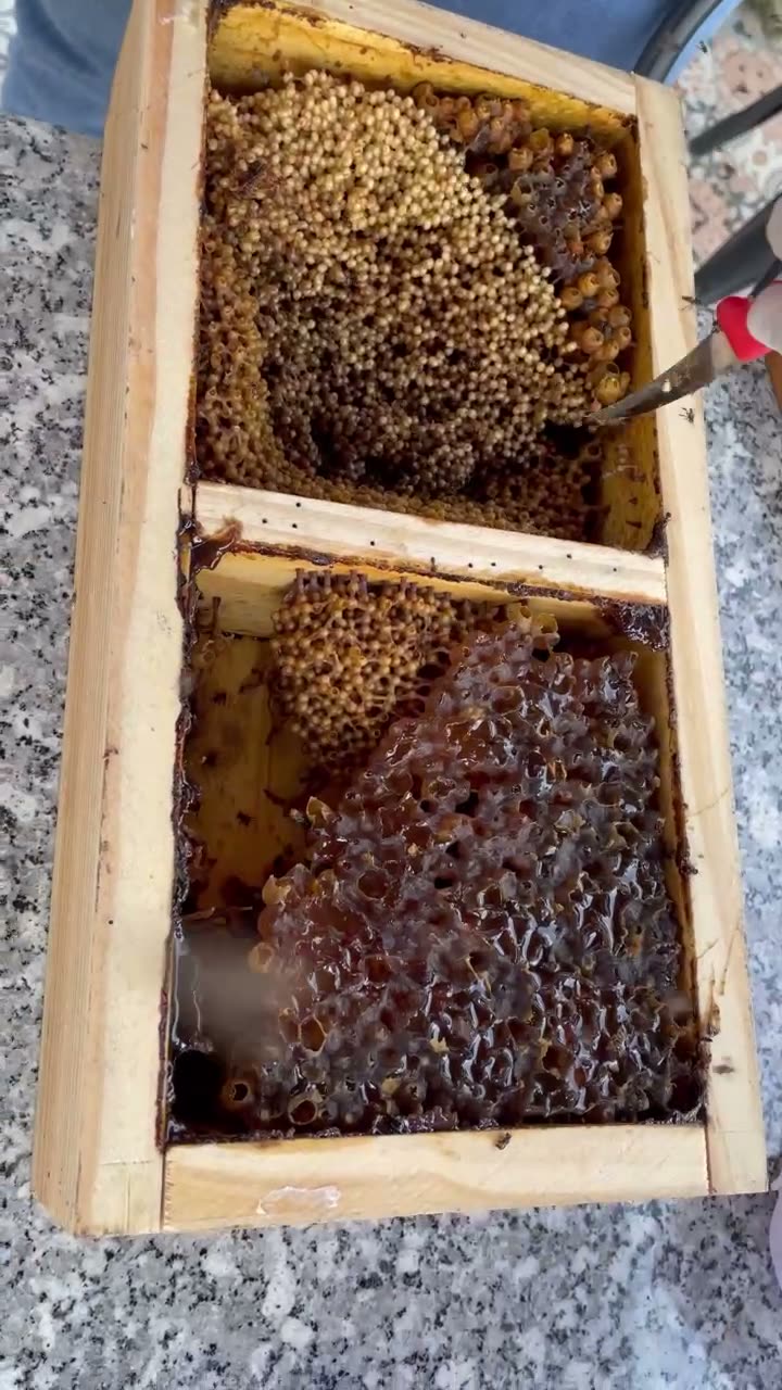 Thùng ong dú hai cầu đầy tổ