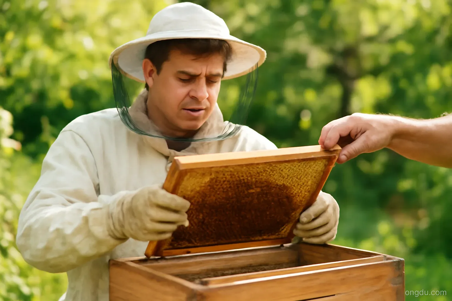 Lỗi nuôi ong dú mới bắt đầu - Cách tránh để đàn phát triển