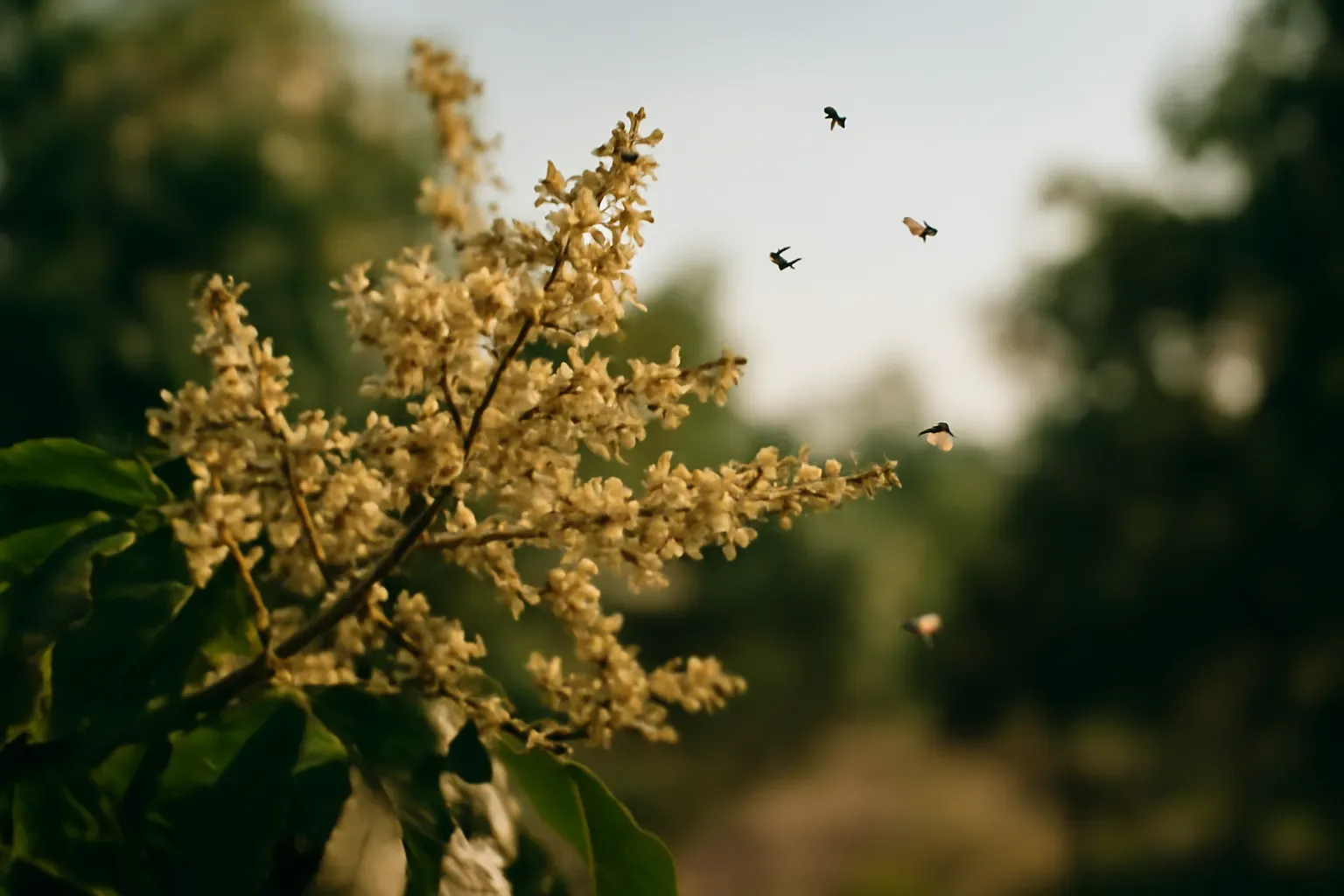 Một năm của đàn ong dú — đàn làm gì vào mùa nào