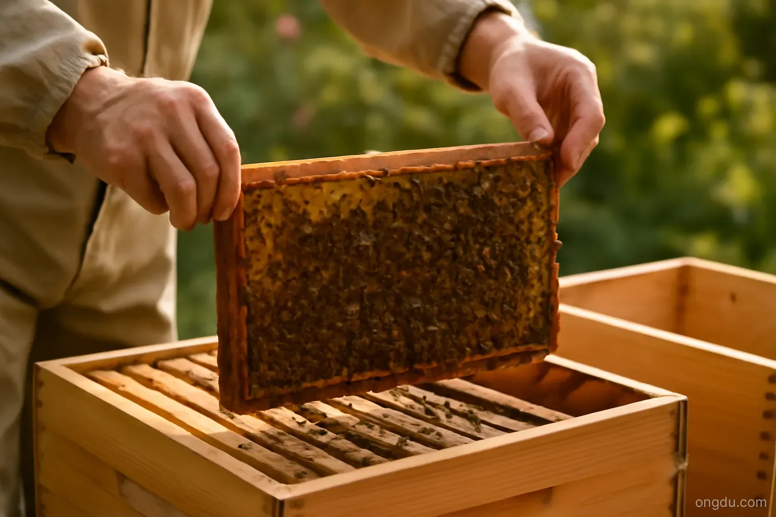 Nhân tổ ong dú bằng cách chuyển phôi - Kỹ thuật nâng cao cho người nuôi