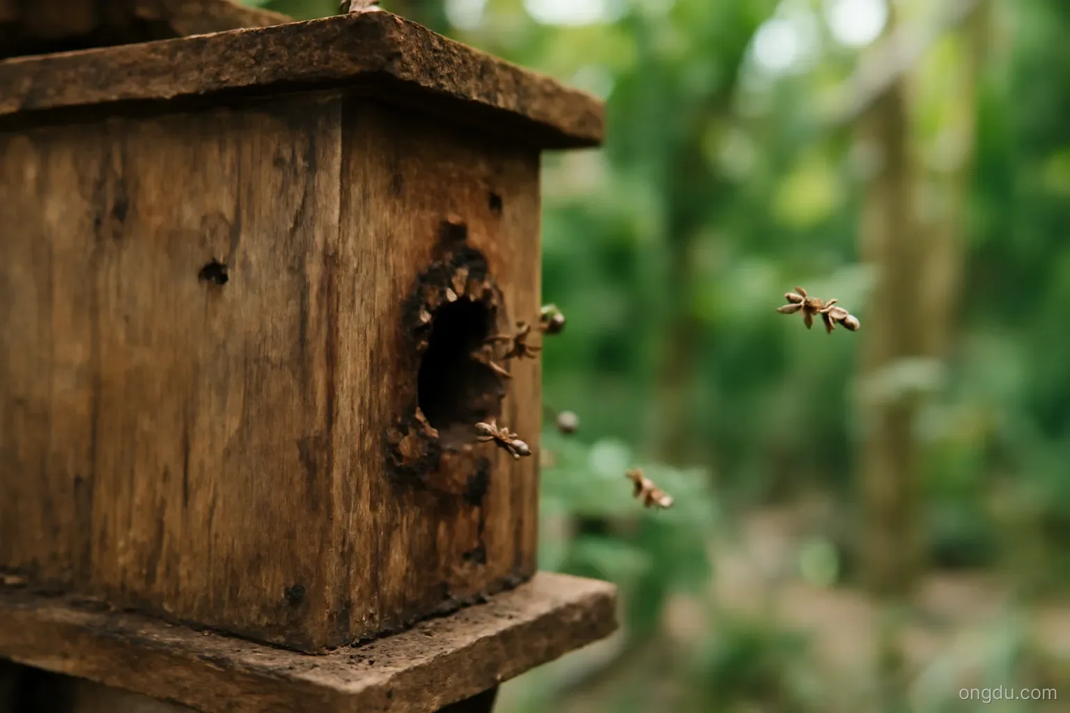 Ong dú không phải một loài - đó là cả một thế giới mà nhiều người chưa nhìn thấy