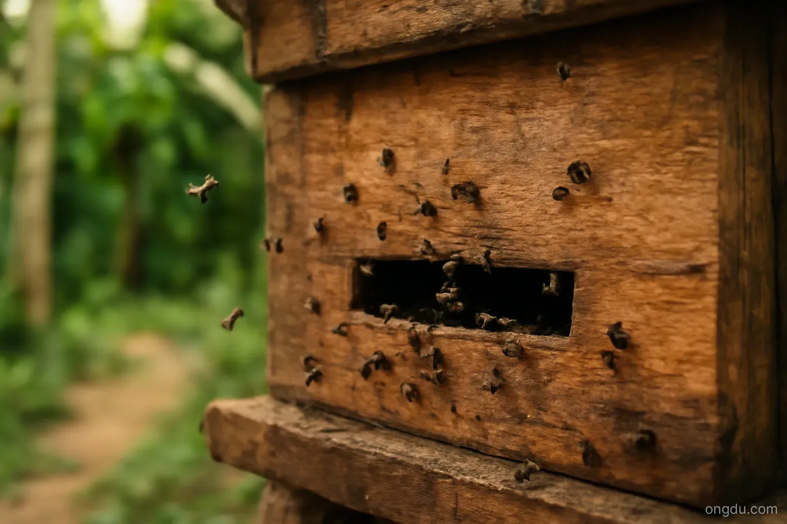 Ong dú là gì? Hiểu sai ngay từ đầu thì nuôi mãi không giữ được đàn