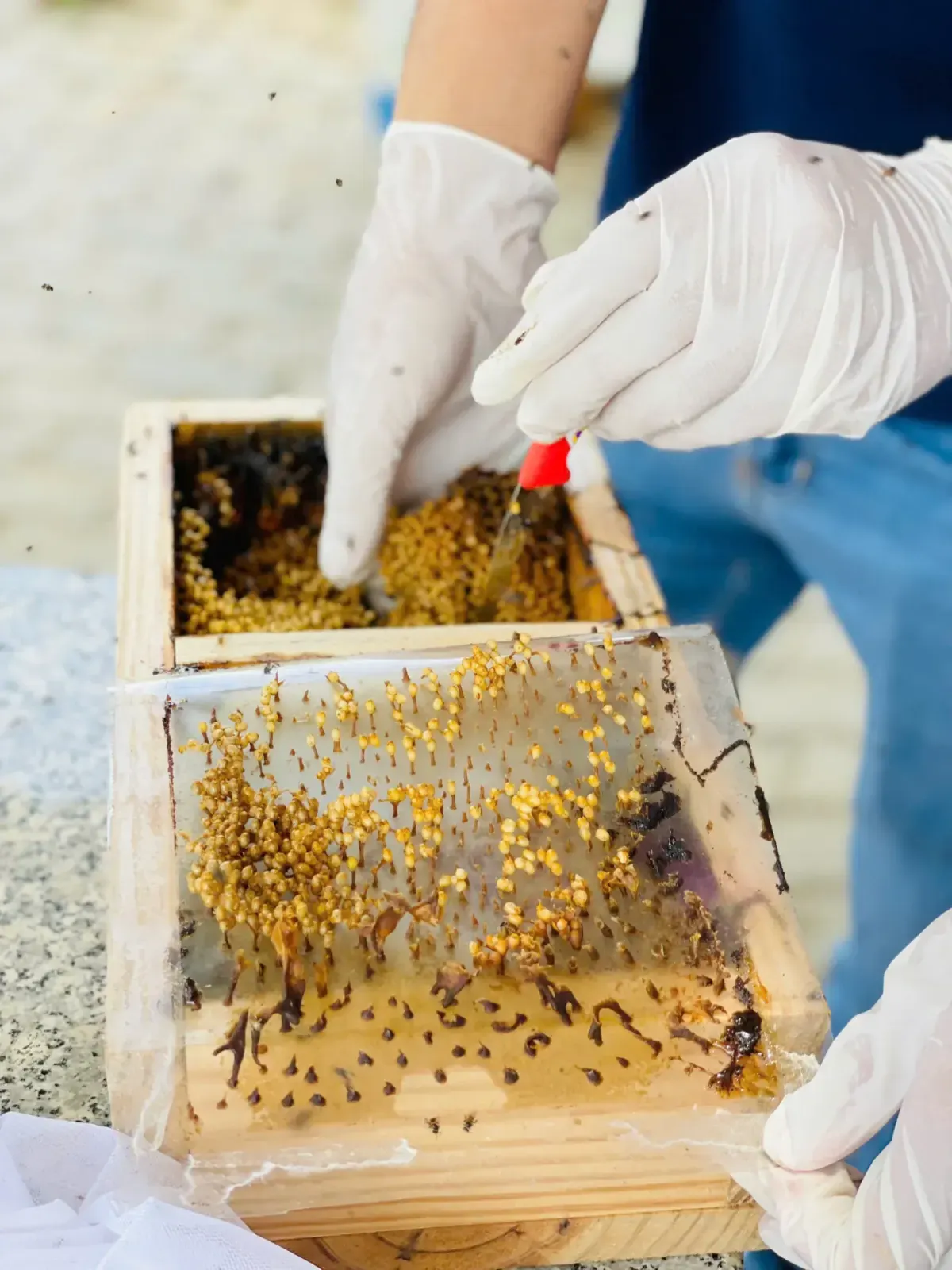 Nhìn một đàn ong dú 30 giây - người có kinh nghiệm đã biết nó ổn hay không