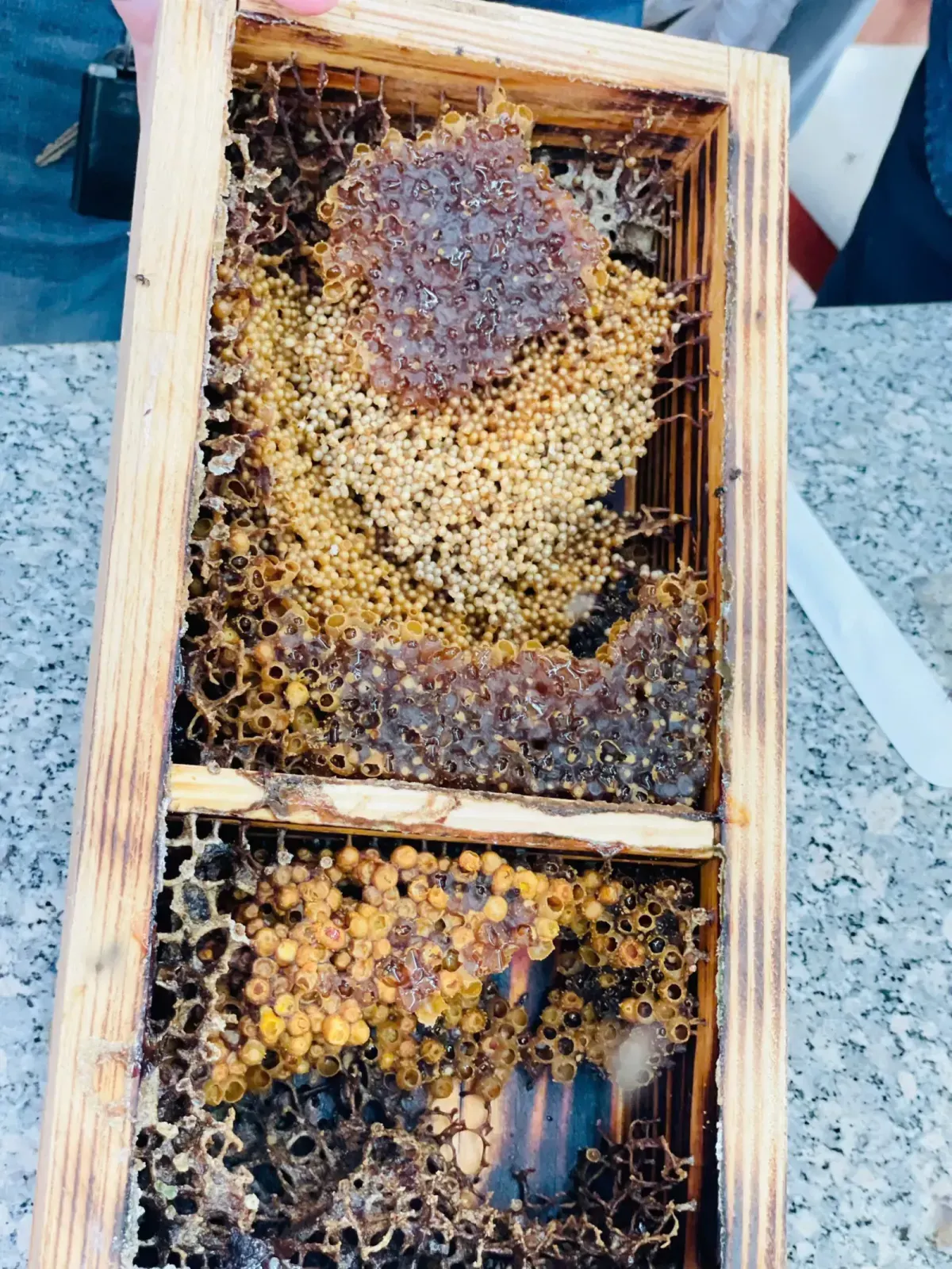Nuôi ong dú không khó - cái khó là giữ được sự kiên nhẫn đủ lâu